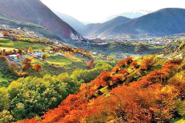 جنگل لاویج